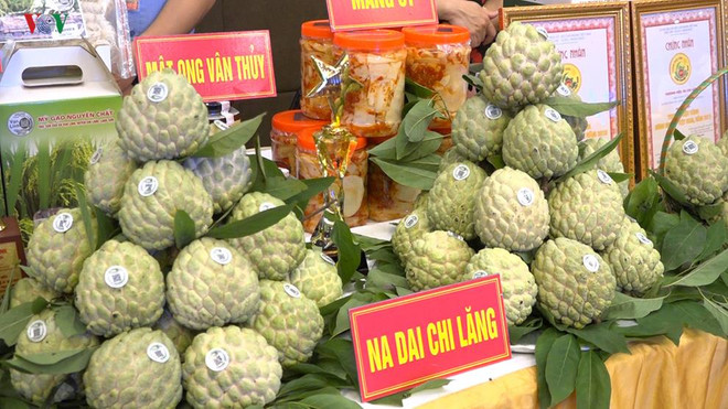 Lang Son : Bientôt la 3e Journée des pommes cannelles Chi Lang ảnh 1