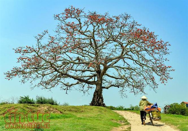Six arbres précieux reconnus comme patrimoine national ảnh 1 Six arbres précieux reconnus comme patrimoine national ảnh 1
