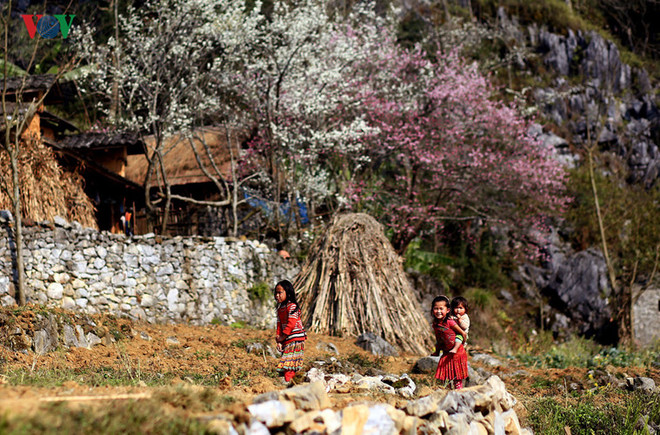 Festival des fleurs de pêcher sur le plateau karstique de Dong Van ảnh 1 Festival des fleurs de pêcher sur le plateau karstique de Dong Van ảnh 1