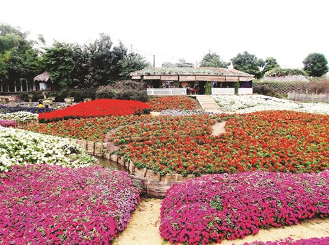 Le parc floral de Hô Tây, une destination prisée à Hanoï ảnh 1 Le parc floral de Hô Tây, une destination prisée à Hanoï ảnh 1