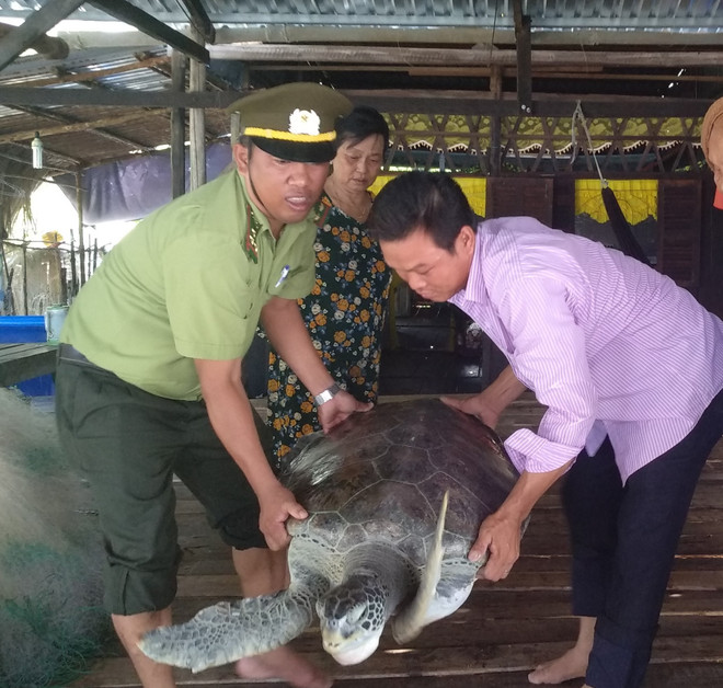 Ca Mau : une tortue imbriquée rendue à la nature ảnh 1 Ca Mau : une tortue imbriquée rendue à la nature ảnh 1