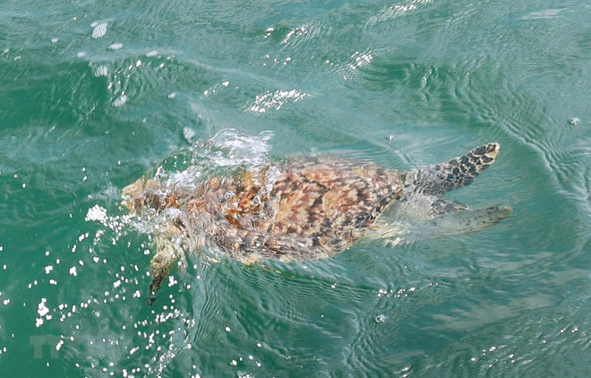 Une rare tortue de mer sauvée à Ba Ria - Vung Tau ảnh 1 Une rare tortue de mer sauvée à Ba Ria - Vung Tau ảnh 1