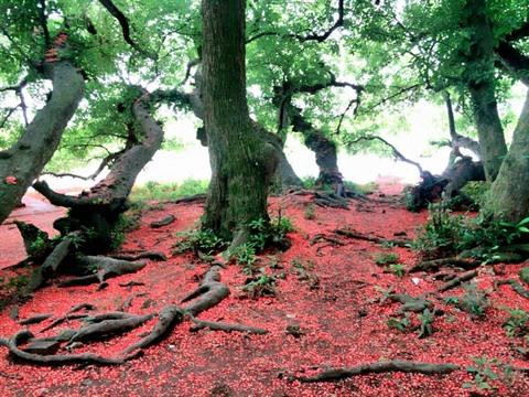 "Patrimoine végétal" en terre sainte à Phu Tho ảnh 2 "Patrimoine végétal" en terre sainte à Phu Tho ảnh 2
