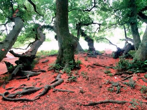 "Patrimoine végétal" en terre sainte à Phu Tho ảnh 2