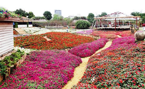 Le parc floral de Hô Tây, une destination prisée à Hanoï ảnh 3 Le parc floral de Hô Tây, une destination prisée à Hanoï ảnh 3