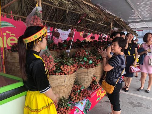 Semaine des litchis "Thieu" de Luc Ngan à Hanoï ảnh 1 Semaine des litchis "Thieu" de Luc Ngan à Hanoï ảnh 1