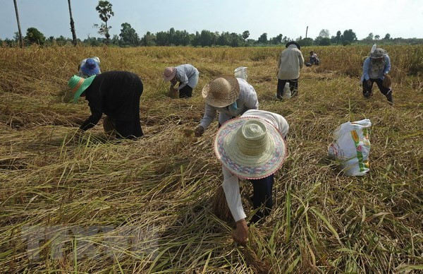 La Thaïlande décaisse près de 3 milliards $ pour soutenir le secteur du riz ảnh 1 La Thaïlande décaisse près de 3 milliards $ pour soutenir le secteur du riz ảnh 1