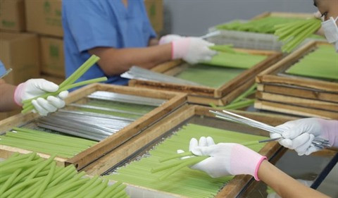 Les pailles végétales prennent leur envol ảnh 1 Les pailles végétales prennent leur envol ảnh 1