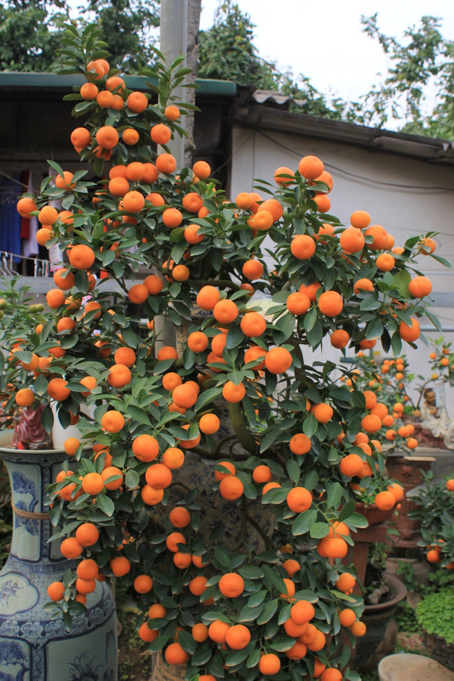  Kumquat bonsaï, la nouvelle mode du Têt ảnh 3  Kumquat bonsaï, la nouvelle mode du Têt ảnh 3