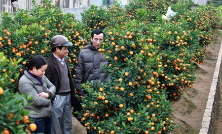  Kumquat bonsaï, la nouvelle mode du Têt ảnh 1  Kumquat bonsaï, la nouvelle mode du Têt ảnh 1