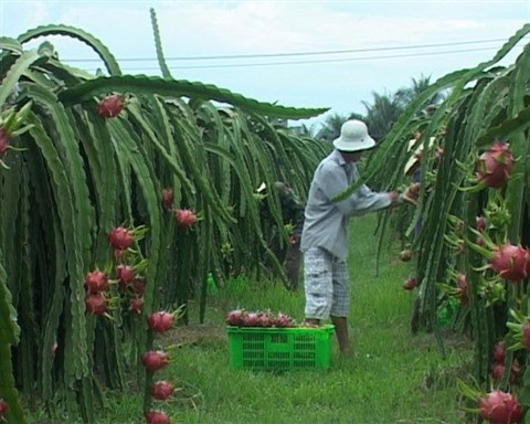 De nouvelles perspectives pour le fruit du dragon de Binh Thuân ảnh 1 De nouvelles perspectives pour le fruit du dragon de Binh Thuân ảnh 1