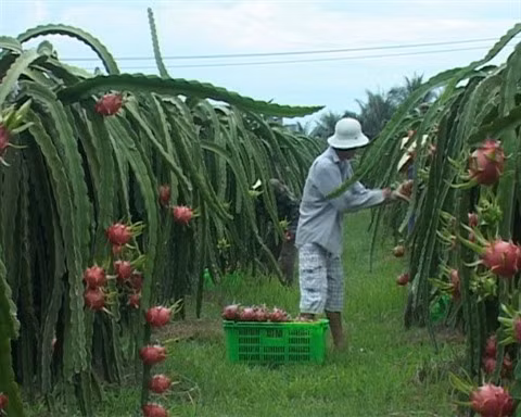De nouvelles perspectives pour le fruit du dragon de Binh Thuân ảnh 1 De nouvelles perspectives pour le fruit du dragon de Binh Thuân ảnh 1