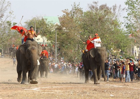 Un Néerlandais au chevet des derniers éléphants vietnamiens ảnh 1