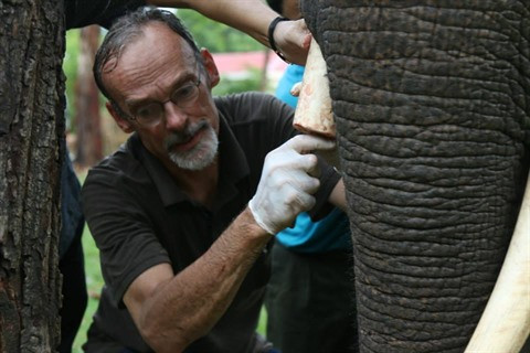 Un Néerlandais au chevet des derniers éléphants vietnamiens ảnh 2 Un Néerlandais au chevet des derniers éléphants vietnamiens ảnh 2