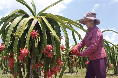 De nouvelles perspectives pour le fruit du dragon de Binh Thuân ảnh 2 De nouvelles perspectives pour le fruit du dragon de Binh Thuân ảnh 2