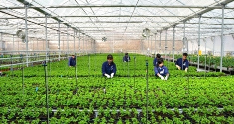 Le plan d’aménagement général de la zone agricole de haute technologie de Phu Yên ratifié ảnh 1 Le plan d’aménagement général de la zone agricole de haute technologie de Phu Yên ratifié ảnh 1