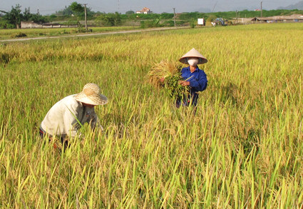 Production de riz: le Vietnam dans le top 5 mondial ảnh 1 Production de riz: le Vietnam dans le top 5 mondial ảnh 1