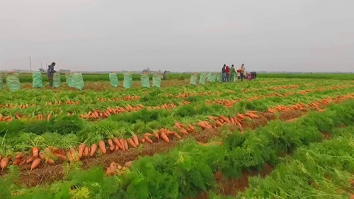 Les carottes du Vietnam exportées en Malaisie ảnh 1