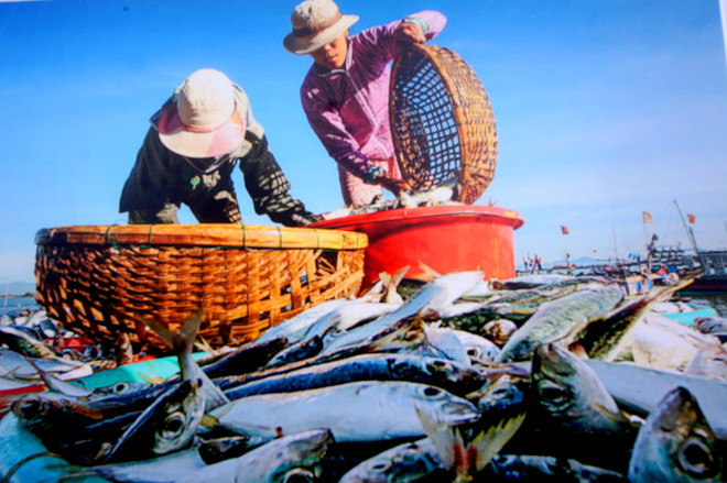 Les réalisations socio-économiques de la province de Quang Nam en images ảnh 5 Les réalisations socio-économiques de la province de Quang Nam en images ảnh 5