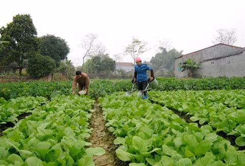 Cao Bang, l’eldorado des villageois de Thành Lâp 1 ảnh 1