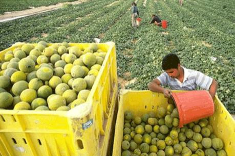 Can Tho étudie les technologies post-récolte d'Israël ảnh 1 Can Tho étudie les technologies post-récolte d'Israël ảnh 1