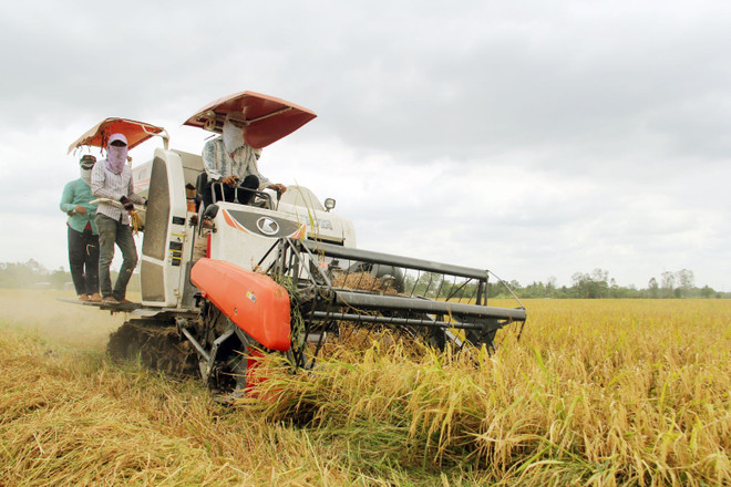 Développement durable des marques collectives du delta du Mékong ảnh 1 Développement durable des marques collectives du delta du Mékong ảnh 1