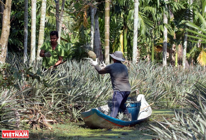 Développement durable des marques collectives du delta du Mékong ảnh 2 Développement durable des marques collectives du delta du Mékong ảnh 2