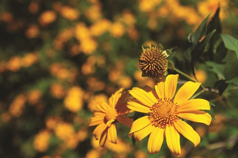 Il est temps d’aller admirer les fleurs au Nord-Ouest ảnh 3 Il est temps d’aller admirer les fleurs au Nord-Ouest ảnh 3