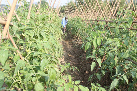 La nouvelle ruralité à Bac Kan ảnh 2 La nouvelle ruralité à Bac Kan ảnh 2