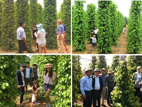 Plantations de poivriers, nouveau filon écotouristique de Phu Quôc ảnh 2 Plantations de poivriers, nouveau filon écotouristique de Phu Quôc ảnh 2