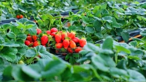 La technologie de la NASA appliquée dans la transformation et la conservation des produits agricoles ảnh 1 La technologie de la NASA appliquée dans la transformation et la conservation des produits agricoles ảnh 1