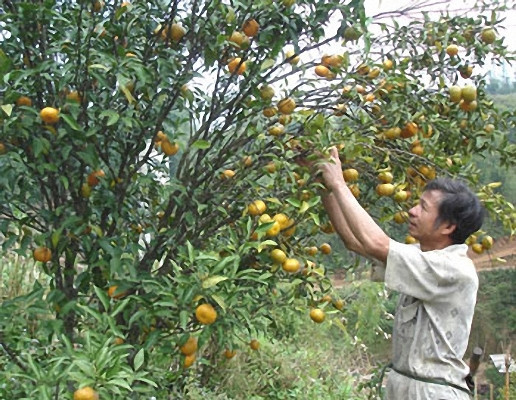 Cao Bang : enregistrement d'une marque collective pour la mandarine de Trà Linh ảnh 1 Cao Bang : enregistrement d'une marque collective pour la mandarine de Trà Linh ảnh 1