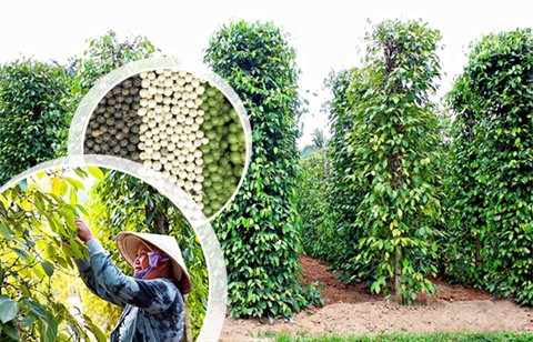 Plantations de poivriers, nouveau filon écotouristique de Phu Quôc ảnh 1 Plantations de poivriers, nouveau filon écotouristique de Phu Quôc ảnh 1