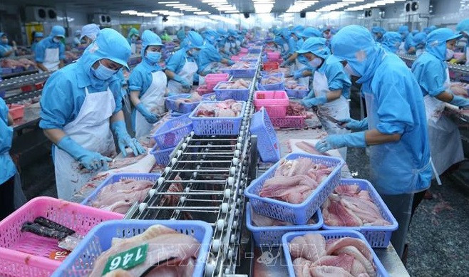 Antidumping : un résultat encourageant pour les poissons pangasius vietnamiens aux Etats-Unis ảnh 1