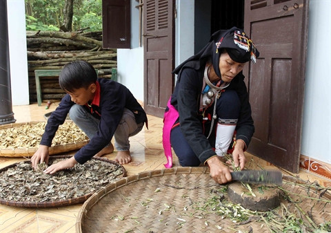 Pérenniser la pharmacopée traditionnelle des Dao de Ba Vi ảnh 2 Pérenniser la pharmacopée traditionnelle des Dao de Ba Vi ảnh 2