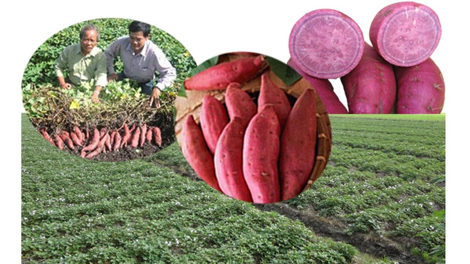 Pour accélérer l’exportation des produits agricoles vietnamiens vers l’Allemagne ảnh 1 Pour accélérer l’exportation des produits agricoles vietnamiens vers l’Allemagne ảnh 1