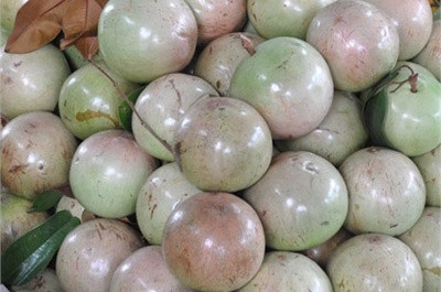 La caïmite du Vietnam pourrait faire son apparition sur le marché américain au 4e trimestre ảnh 1 La caïmite du Vietnam pourrait faire son apparition sur le marché américain au 4e trimestre ảnh 1
