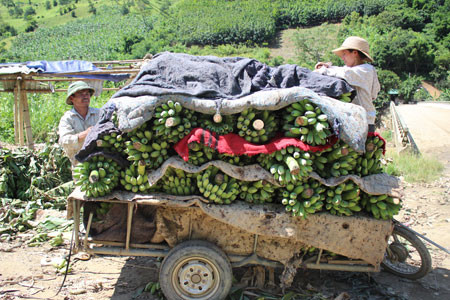Nouvelle ruralité: Les agriculteurs frontaliers de Huôi Luông misent sur la bananiculture ảnh 2 Nouvelle ruralité: Les agriculteurs frontaliers de Huôi Luông misent sur la bananiculture ảnh 2