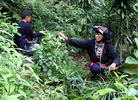 Pérenniser la pharmacopée traditionnelle des Dao de Ba Vi ảnh 1 Pérenniser la pharmacopée traditionnelle des Dao de Ba Vi ảnh 1