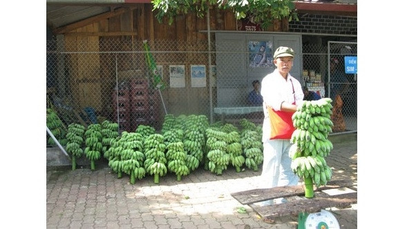 Nouvelle ruralité: Les agriculteurs frontaliers de Huôi Luông misent sur la bananiculture ảnh 1 Nouvelle ruralité: Les agriculteurs frontaliers de Huôi Luông misent sur la bananiculture ảnh 1
