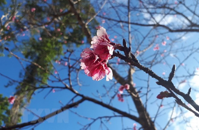 Plantation de 200 cerisiers japonais dans un parc de Bac Ninh ảnh 1 Plantation de 200 cerisiers japonais dans un parc de Bac Ninh ảnh 1