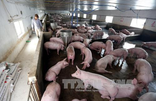 Le secteur de l'élevage, entre opportunités et défis du CPTPP ảnh 1 Le secteur de l'élevage, entre opportunités et défis du CPTPP ảnh 1