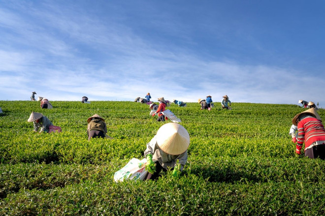 L'Indonésie alloue 3,4 milliards de dollars à l'agriculture à haute technologie ảnh 1 L'Indonésie alloue 3,4 milliards de dollars à l'agriculture à haute technologie ảnh 1