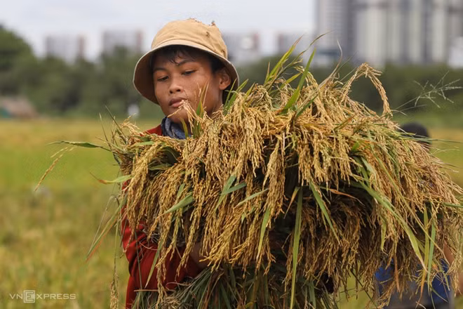 La valeur des exportations de riz vietnamien en forte augmentation ảnh 1