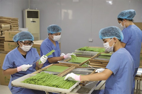 La paille aux légumes et tubercules Ecos, une innovation à croquer ảnh 1 La paille aux légumes et tubercules Ecos, une innovation à croquer ảnh 1