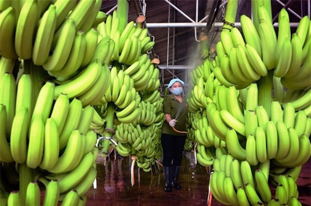 Les bananes vietnamiennes vendues à des prix élevés sur le marché japonais ảnh 1