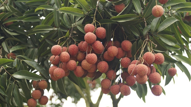 Bac Giang : bientôt la Fête des fruits de Luc Ngan ảnh 1 Bac Giang : bientôt la Fête des fruits de Luc Ngan ảnh 1