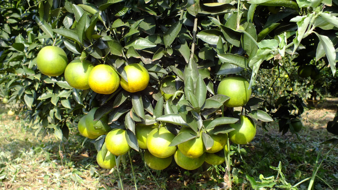 Hoa Binh : bientôt la 2e Fête des oranges de Cao Phong ảnh 1 Hoa Binh : bientôt la 2e Fête des oranges de Cao Phong ảnh 1