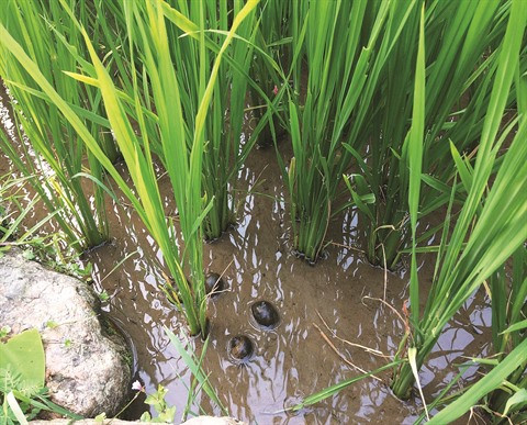 Haro sur les espèces exotiques envahissantes dans la Réserve de Pù Hu ảnh 1 Haro sur les espèces exotiques envahissantes dans la Réserve de Pù Hu ảnh 1