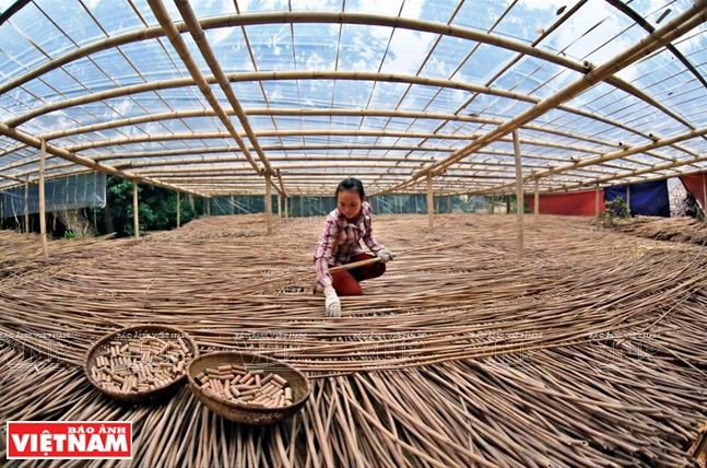 Le business des pailles en bambou tient le bon bout ảnh 1 Le business des pailles en bambou tient le bon bout ảnh 1
